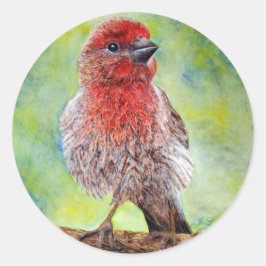 Pegatinas Finch