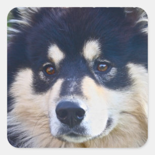 Pegatinas finlandeses dulces de Lapphund