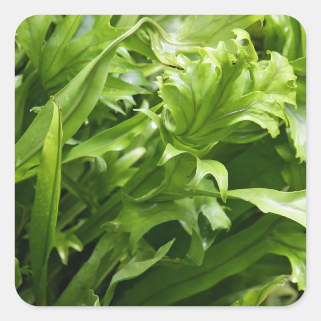 Pegatinas - Fishtail Fern (Anverso)