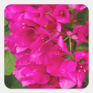 Pegatinas Florales de Bougainvillea