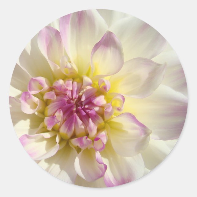 Pegatinas florales de color rosa blanco Dahlia Flo (Anverso)