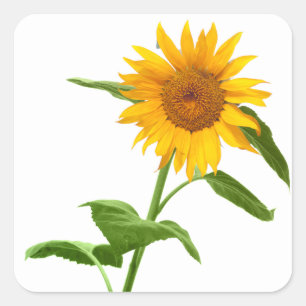 Pegatinas florales de girasol amarillo
