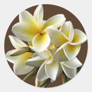 Pegatinas florales del Plumeria hawaiano blanco