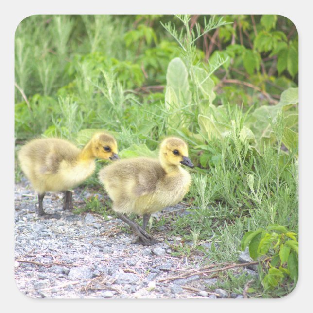 Pegatinas fotográficos de Goslings (Anverso)