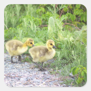 Pegatinas fotográficos de Goslings