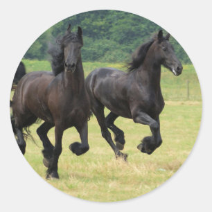 Pegatinas frisios galopantes de los caballos