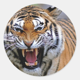 Pegatinas furiosos de los tigres