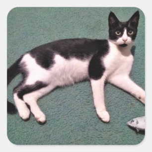 Pegatinas gatos de Tuxedo