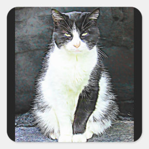 Pegatinas gatos negros y blancos