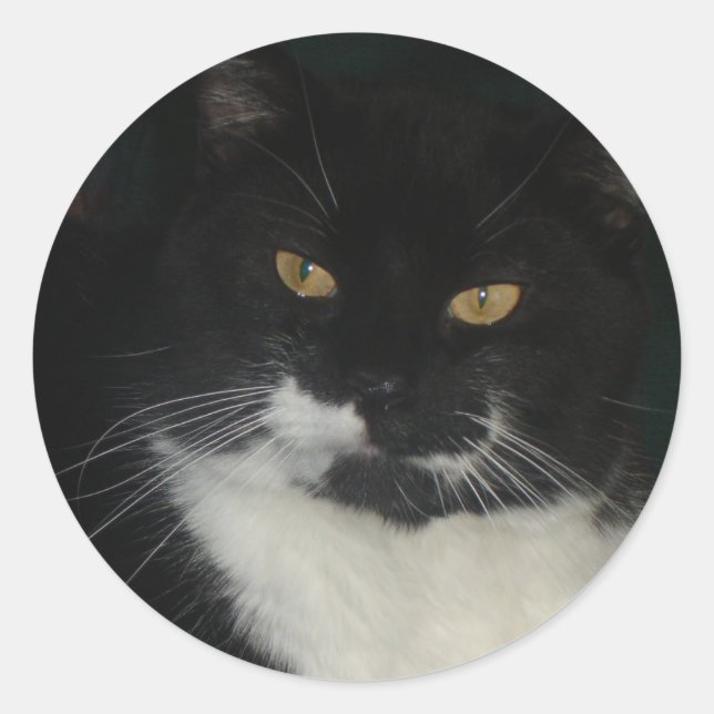 Pegatinas gatos negros y blancos (Anverso)