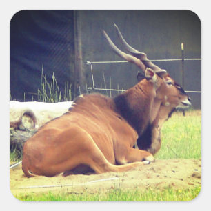 Pegatinas Giant Eland