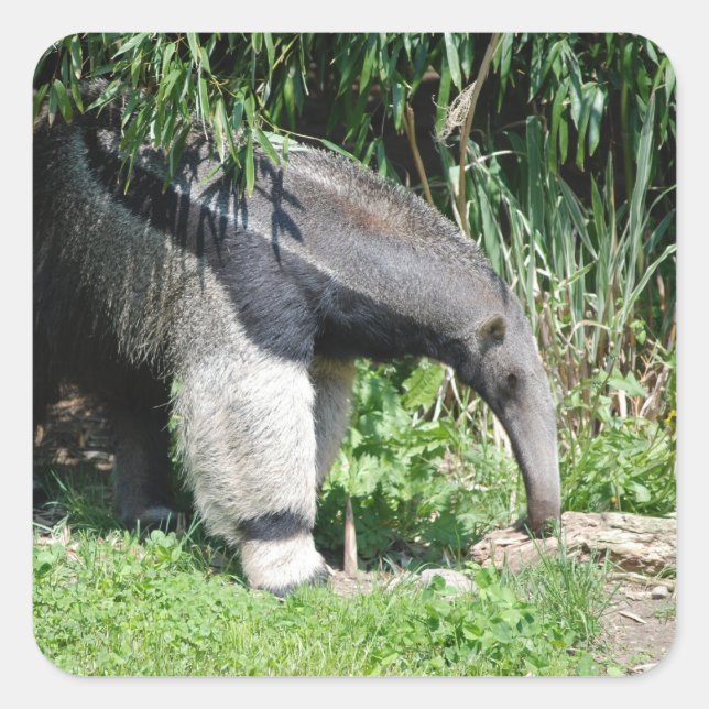 Pegatinas gigantes de Anteater (Anverso)