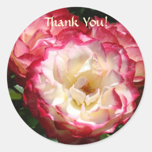 Pegatinas ¡Gracias! Flores de Rosa Blanca Rosa