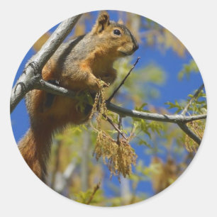 Pegatinas grandes de la ardilla