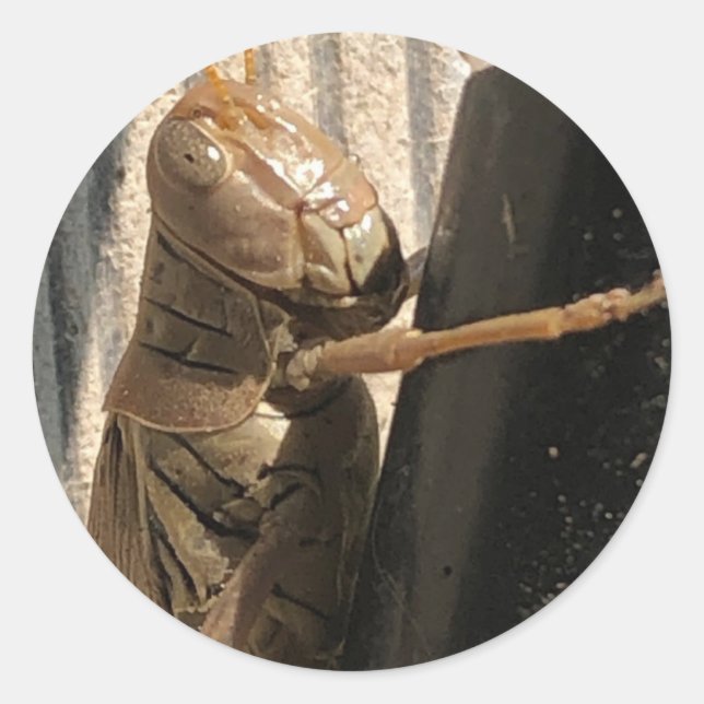 Pegatinas Grasshopper (Anverso)