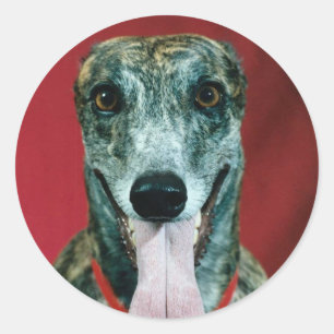 PEGATINAS Greyhound Pegatina Brindle perro Lovers