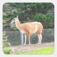 Pegatinas Guanaco #1