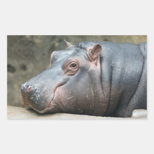 Pegatinas Hippotamus