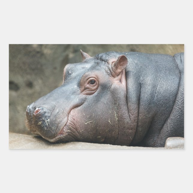 Pegatinas Hippotamus (Anverso)