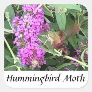 Pegatinas Hummingbird Moth de insectos de aspecto 