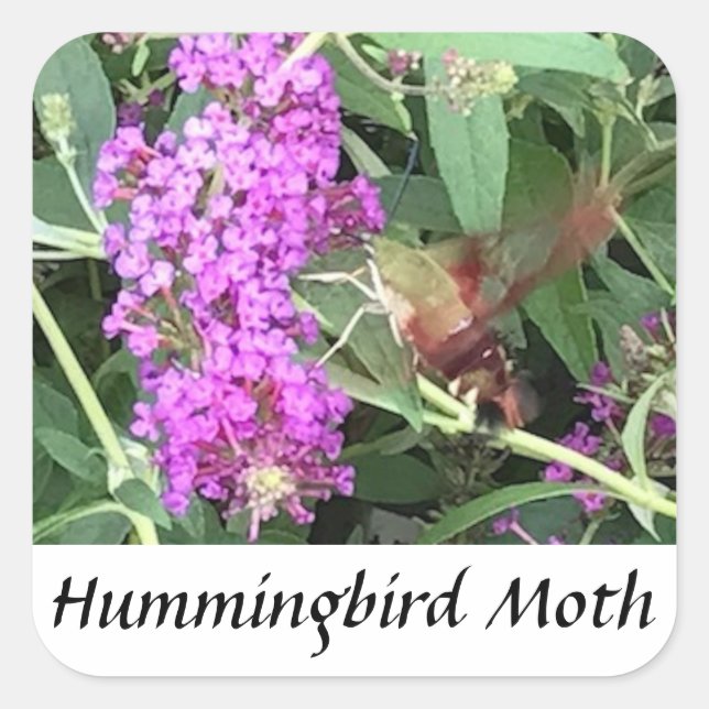 Pegatinas Hummingbird Moth de insectos de aspecto  (Anverso)