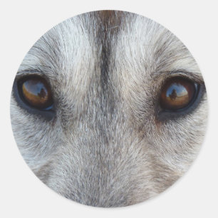 Pegatinas Husky Pegatinas del grupo Siberian Husky