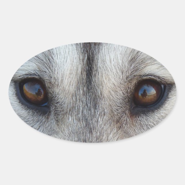 Pegatinas Husky Pegatinas del grupo Siberian Husky (Anverso)