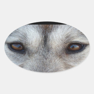 Pegatinas Husky Pegatinas del grupo Siberian Husky