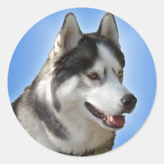 Pegatinas Husky Pegatinas Siberian Husky Malamute