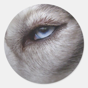 Pegatinas Husky Pegatinas Siberian Husky Malamute