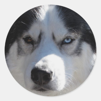 Pegatinas Husky Pegatinas Siberian Husky Malamute