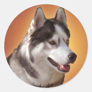 Pegatinas Husky Pegatinas Siberian Husky Malamute