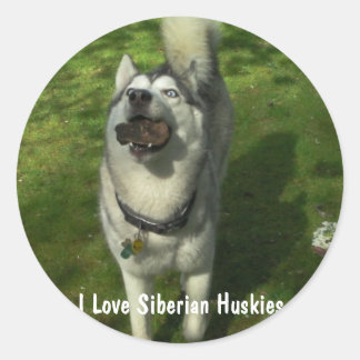 Pegatinas Husky Siberiano