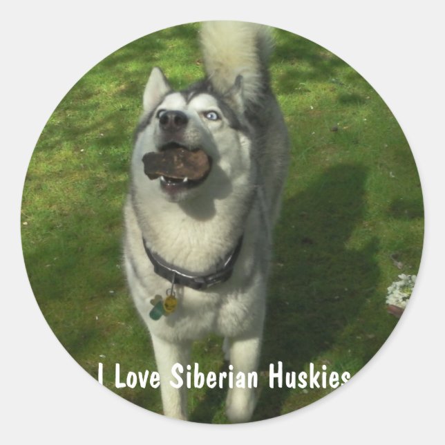 Pegatinas Husky Siberiano (Anverso)