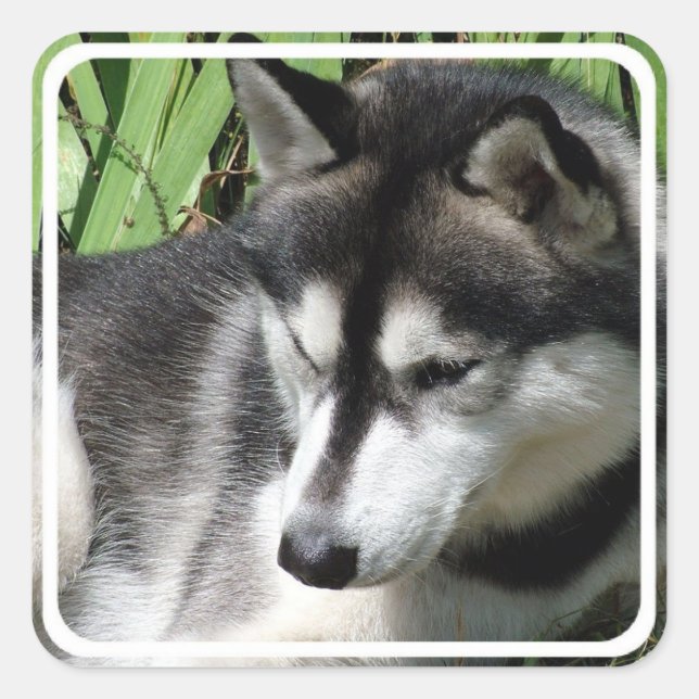 Pegatinas Husky Siberiano (Anverso)