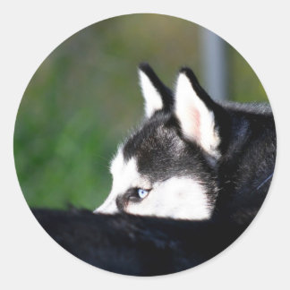 Pegatinas Husky Siberiano