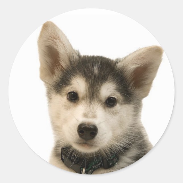Pegatinas Husky Siberiano (Anverso)