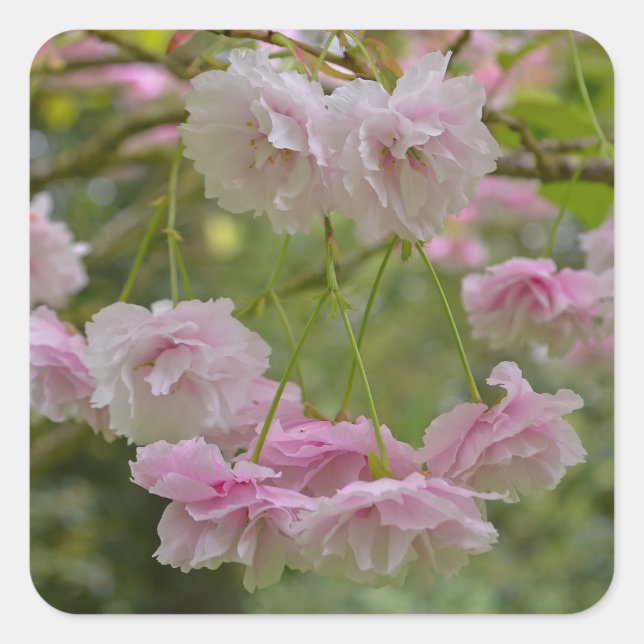 Pegatinas japoneses de cerezo rosa pálido (Anverso)
