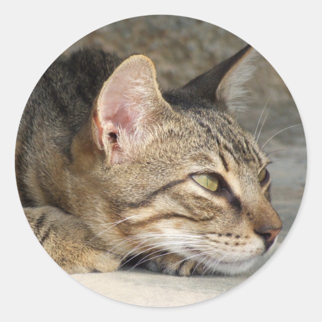 Pegatinas Kitty (Anverso)