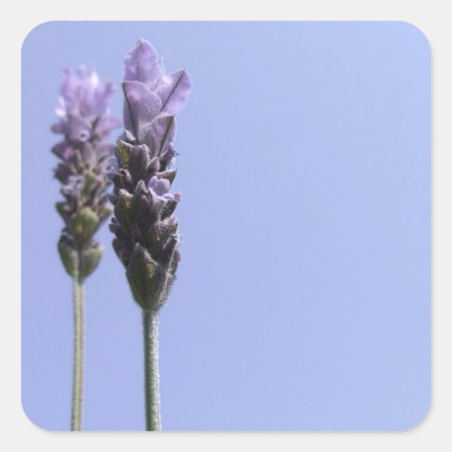 Pegatinas Lavender (Anverso)