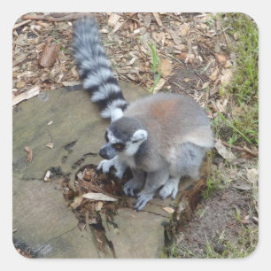 Pegatinas Lemur #2