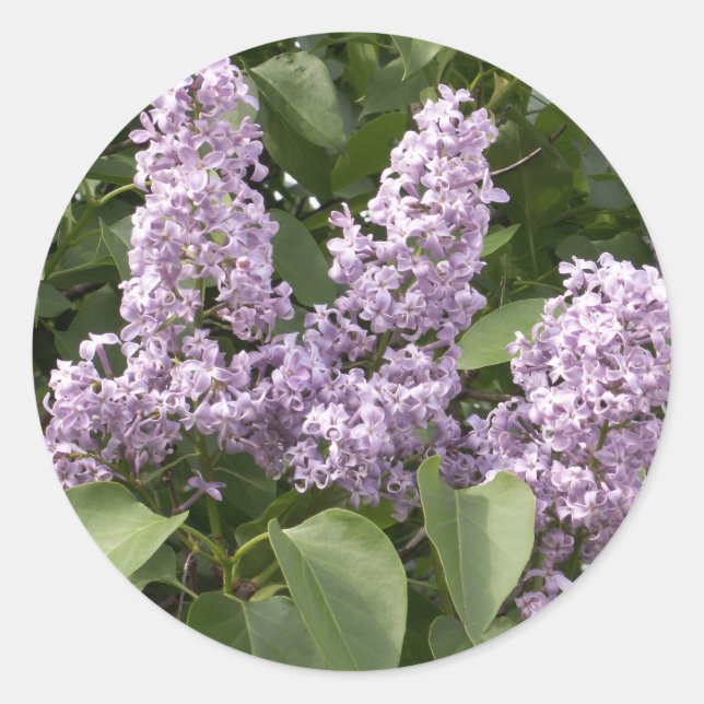 Pegatinas Lilac (Anverso)