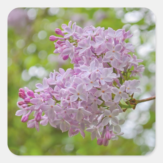 Pegatinas Lilac en floración de primavera (Anverso)
