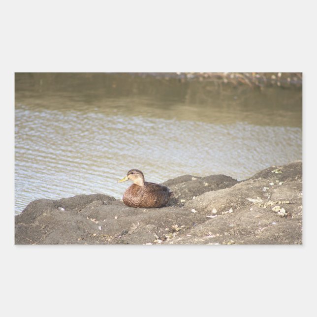 Pegatinas Mallard Duck (Anverso)
