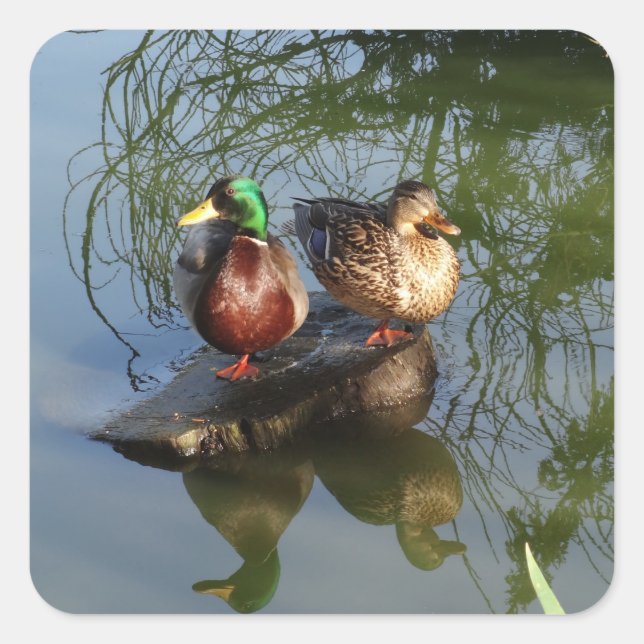 Pegatinas Mallard Ducks #2 (Anverso)