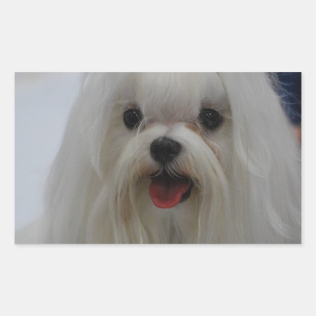 Pegatinas malteses de Cachorros (Anverso)