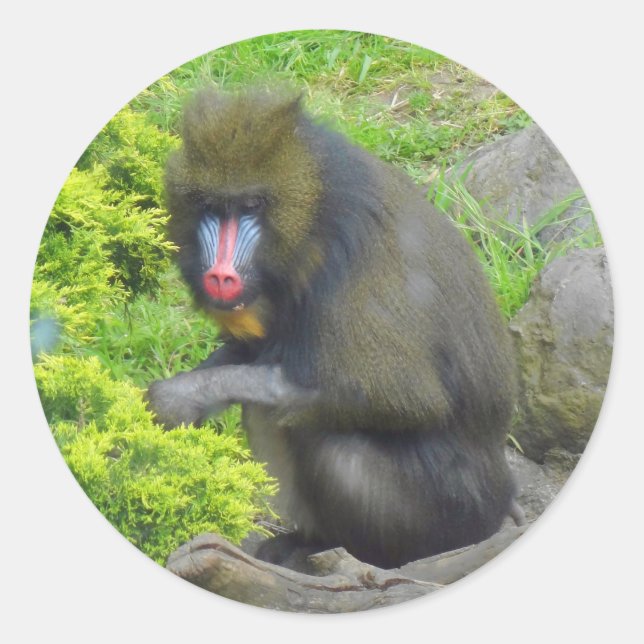 Pegatinas Mandrill #9 (Anverso)