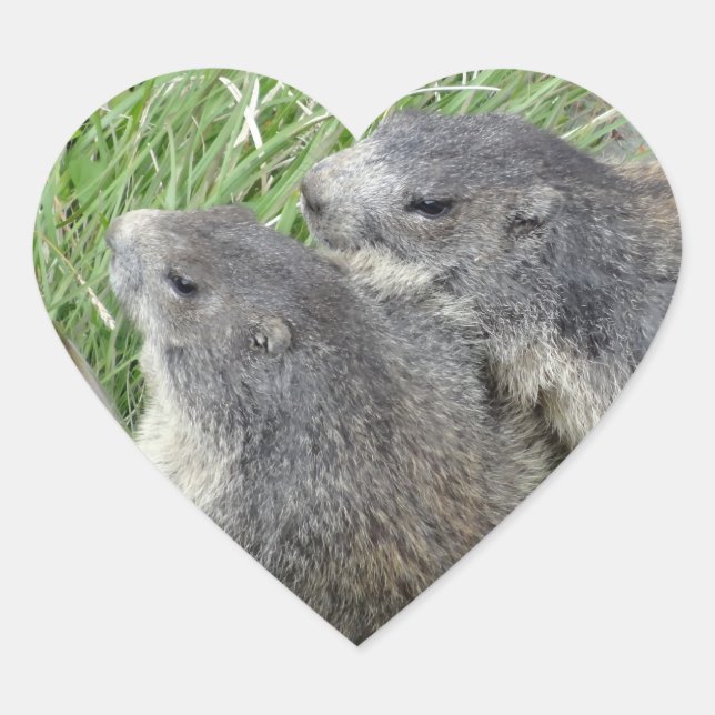 Pegatinas Marmot (Anverso)
