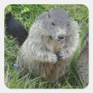 Pegatinas Marmot