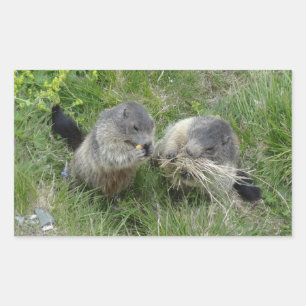 Pegatinas Marmot